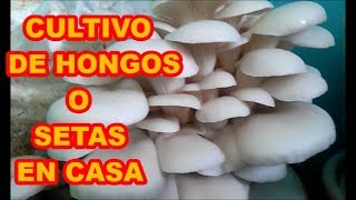 HONGOS O SETAS CÓMO LOS PRODUZCO EN CASA 1a PAERTE PROCESO COMPLETO [upl. by Emawk]