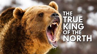 Grizzly Bear The True King of the North [upl. by Raff]