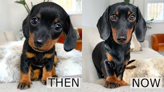 Then and Now Dachshund from puppy to adult [upl. by Poll]