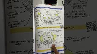 Neuroanatomy anatomy in 7 day By Johari MBBS mbbs anatomy [upl. by Ocram]