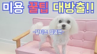 미용 꿀팁 대방출말티 얼굴 편 애견미용dog grooming말티즈 미용maltese grooming [upl. by Capps672]