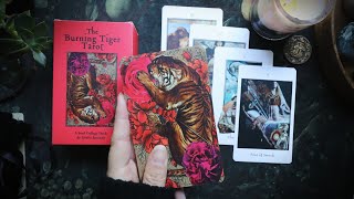 Impact and Intensity  BURNING TIGER TAROT  Walkthrough and Pairings 🐯🔥 [upl. by Hilliary]