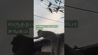 வருத்தப்படாத வாலிபர்கள் Monkey funny video [upl. by Eilliw]