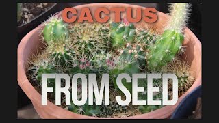 Cactus Seed Pack  2 Year Results [upl. by Oigroig]