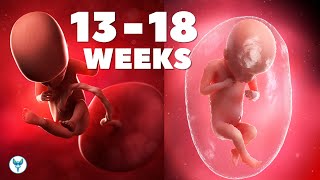 Pregnancy Week by Week 1318  Second trimester Pregnancy  Pregnancy  Baby in womb [upl. by Crocker707]