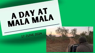 A day at Mala Mala [upl. by Benn]