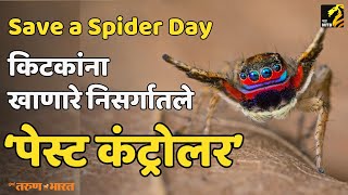 कोळी कसे करतात पेस्ट कंट्रोलरच काम   Save a Spider Day [upl. by Safier]