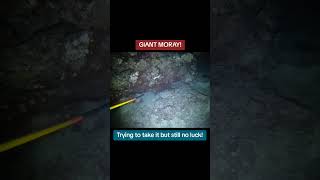 Giant Moray Eel ytviral fishing yt ytviral ytshorts ytshort ytstudio ytshortsindia [upl. by Delorenzo957]