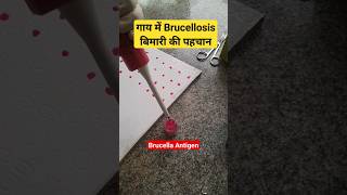 RBPT test  Diagnosis of Brucellosis in Cattle shorts youtubeshorts viralvideo trending cow [upl. by Sussna941]