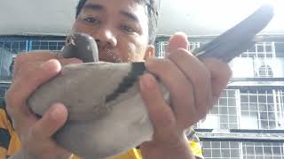 HETO NA🐦🐦fethering tips and ideas [upl. by Phyllis]