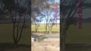 VLINE Albury NSW To Southern Cross 101024 vline shorts shortvideo train travel views [upl. by Dex643]