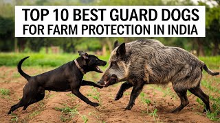 Top 10 Dog Breeds for Farm Protection in India 2025  Ultimate Guard Dogs  Petsinfomania [upl. by Imtiaz398]