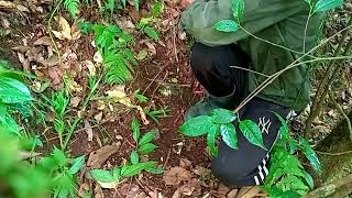 Simple easy trap making from bamboo [upl. by Bartie]