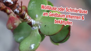 Wollläuse oder Schmierläuse am Geldbaum erkennen amp bekämpfen  Speckeiche Schädlinge entfernen [upl. by Araek10]