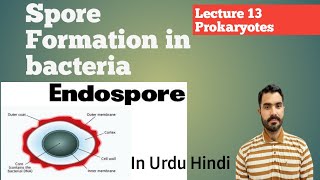 Spore formation in bacteria Endospore and Exospore Lec 13 Prokaryotes in Urdu Hindi By Dr AHadi [upl. by Aiselad]