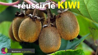 COMMENT CULTIVER LES KIWIS AVEC SUCCÈS TOUS LES BONS CONSEILS DES EXPERTS JARDINIERS DE NEWSJARDINTV [upl. by Ennaeel]