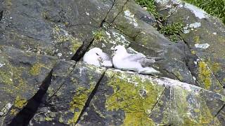 Fulmar Birds [upl. by Annas]