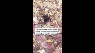 Rare footage of highly venomous spider was captured on camera [upl. by Eak]