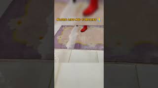 Carpet cleaningcarpet colour change like magic short trending carpet carpetcleaning asmr rug [upl. by Nuahsyt78]