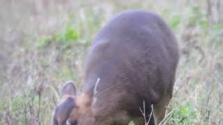 Muntjac Deer [upl. by Sophi]