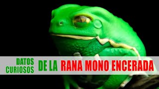 Rana mono encerada Phyllomedusa sauvagii  Datos curiosos de animales [upl. by Anat52]