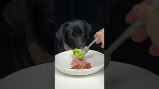 Hold your fork there will be no Labrador in this bowl of pasta Cute pet debut plan [upl. by Chaddy]