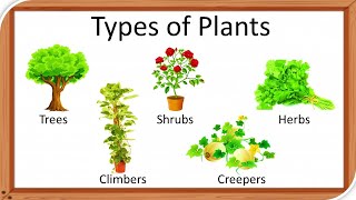 Types of plants  Types of plants for kids  herbs  Climbers  Different types of of tree  Shrubs [upl. by Kenison]