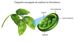 Metabolismo y Fotosíntesis [upl. by Aluor796]