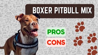 Boxer Pitbull Mix Bullboxer Pit PROS amp CONS [upl. by Danelle]