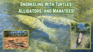 Snorkeling With Turtles Alligators and Manatees Florida Springs Snorkeling and Herping [upl. by Eedyak]