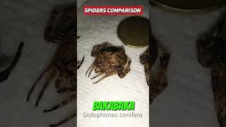 Comparison of Spiders Derby Samon Bark Spider Bakabaka Japan Spider [upl. by Dolloff]