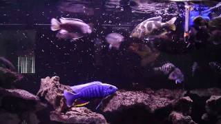 cichlid feeding hikari bio gold [upl. by Ardnassac]