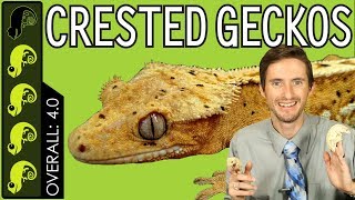 Crested Gecko The Best Pet Reptile [upl. by Kemble]