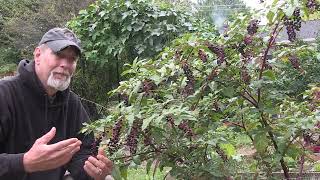 5 SURprising Things About Pokeweed [upl. by Menzies504]