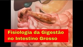 Fisiologia da Digestão no Intestino Grosso Cólon vitaminas muco formação das fezes absorção [upl. by Haletky]