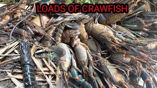 HUNTING CRAWFISH FOR SUBSCRIBERSCANT BELIEVE WHAT THEY DID TO THE RIVER MUST WATCH [upl. by Chladek]