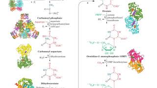 PYRIMIDINES NUCLEOTIDES [upl. by Oiratnom774]