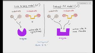 33 Lock amp Key and the Induced Fit Model of Enzyme Function Cambridge AS A Level Biology 9700 [upl. by Charo]