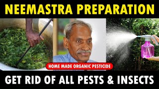 NEEMASTRA Preparation  Subhash Palekar  How to make ORGANIC Pesticide  Insecticide at Home [upl. by Inoj]