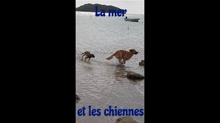 Séance aquatique pour les chiennes chien dog shorts nature animaux [upl. by Aiem]