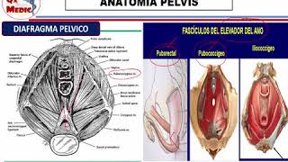 Qx ginecologia  anatomia ginecologia [upl. by Somerville]