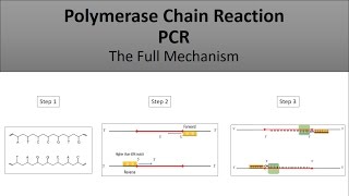 The principle of PCRPolymerase Chain Reaction a full and easy explanation [upl. by Gosnell]