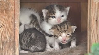 Newborn Kittens Meowing in the Little House That Mom Found for Them [upl. by Gillespie174]