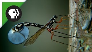 Wasp Deposits Parasitic Larvae Deep Inside Tree Trunk [upl. by Teague]