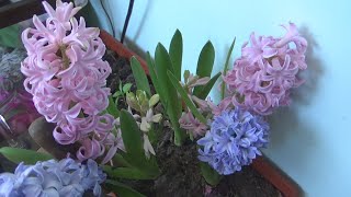 Hyacinthus species Flowers Turnaround [upl. by Annaed]