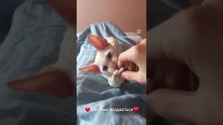 Cornish rex for sale [upl. by Coit46]