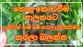 මිරිස් කොළ කොඩවීමට නිවසේදී කල හැකි සරල විසදුමක්  Simple Tip to Control Chilli Leaf Curling Disease [upl. by Hannasus]