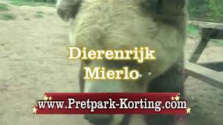 Dierenrijk Mierlo [upl. by Aoht]