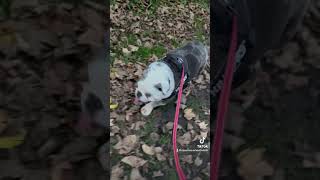 Autumn walkies 🥰🥰 youtube iloveenglishbulldogs shortvideos englishbulldog viral [upl. by Beaufort]