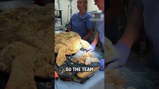 Removing barnacles stuck on a turtle 😮🐢  🎥 turtlehospital [upl. by Aernda264]